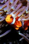 pic for  Clownfish-85